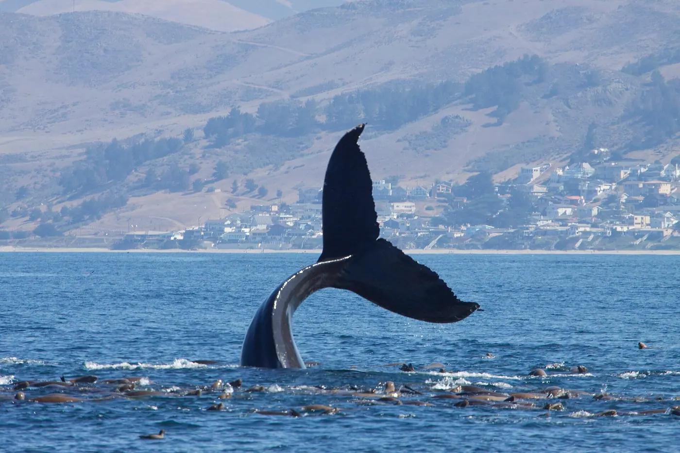Most Communicative Animals in the Wild