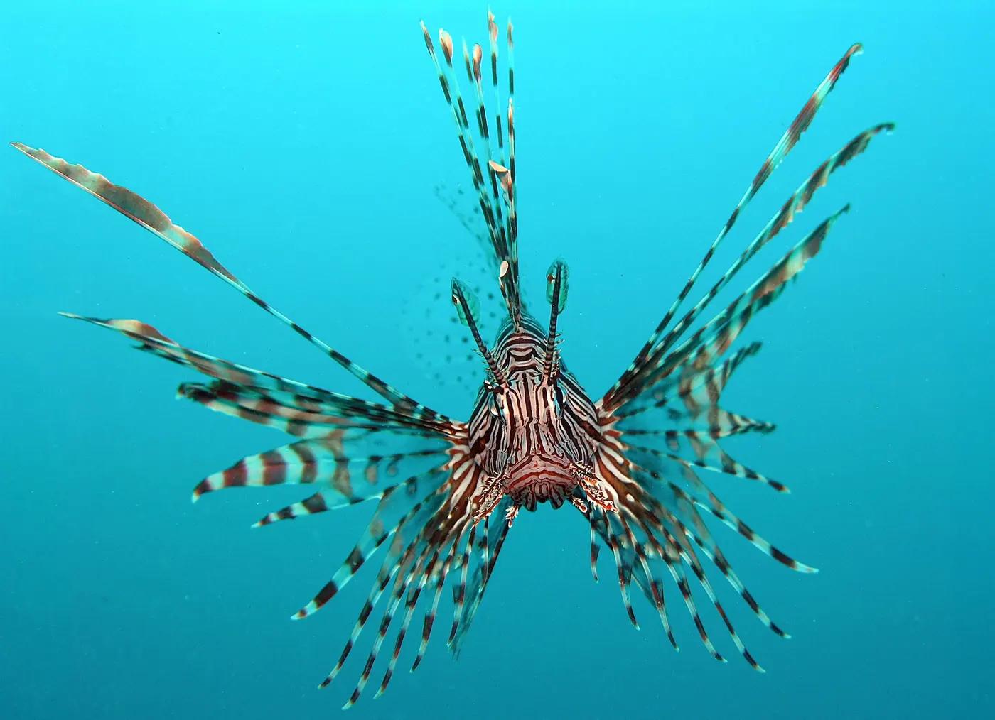 Most Invasive Species in the World