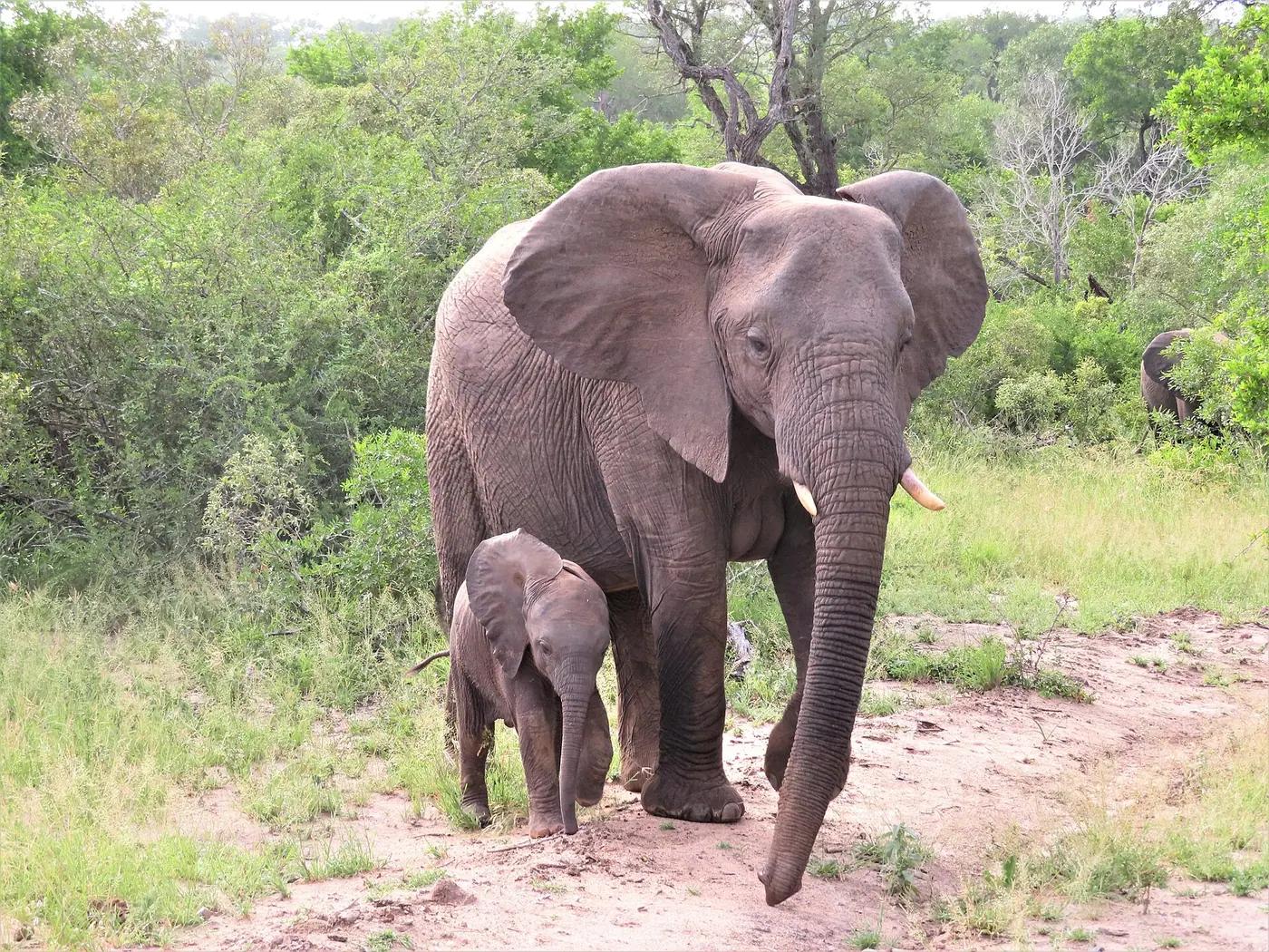 Most Protective Animals