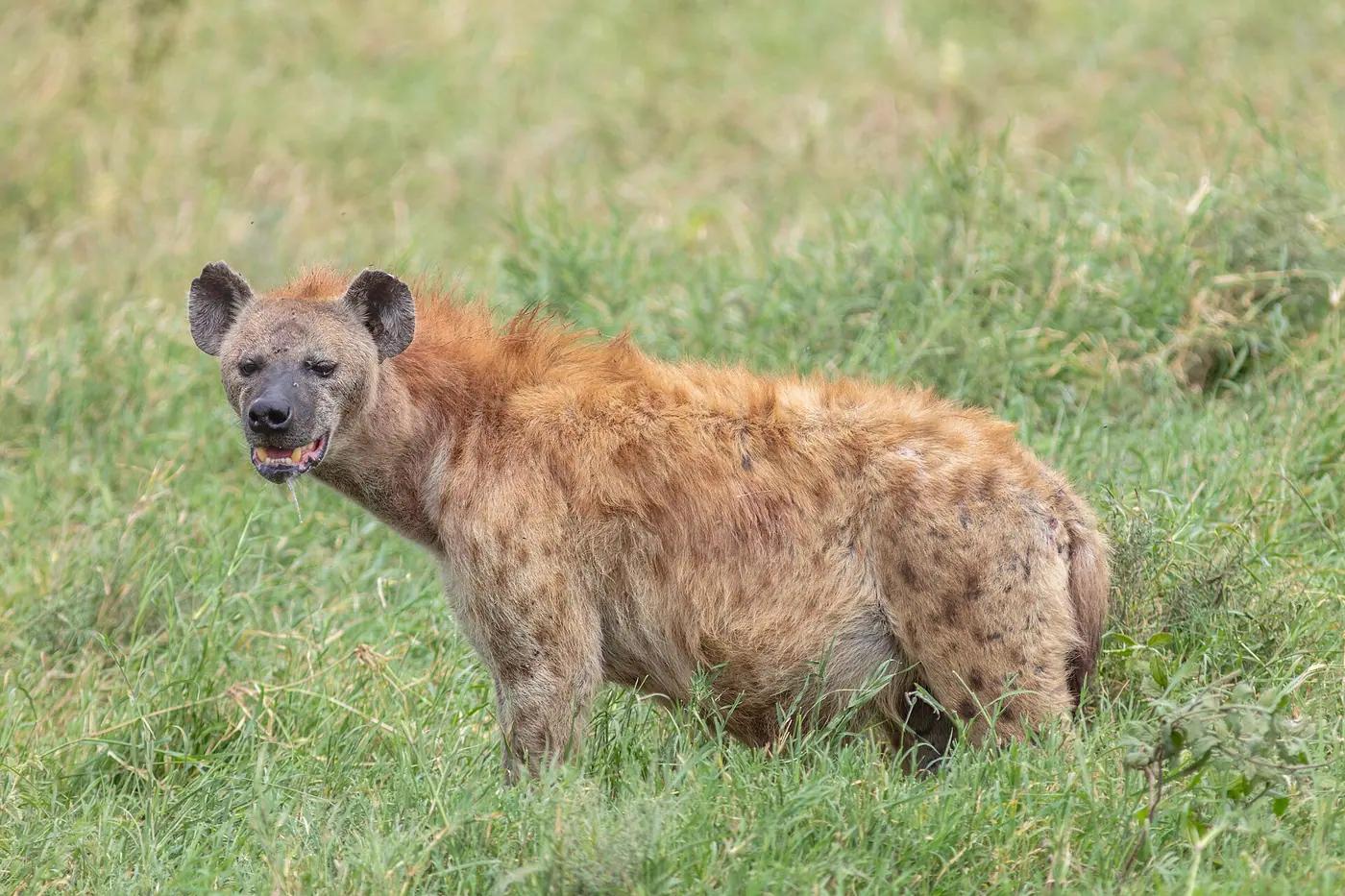 Most Reviled Animals in the World