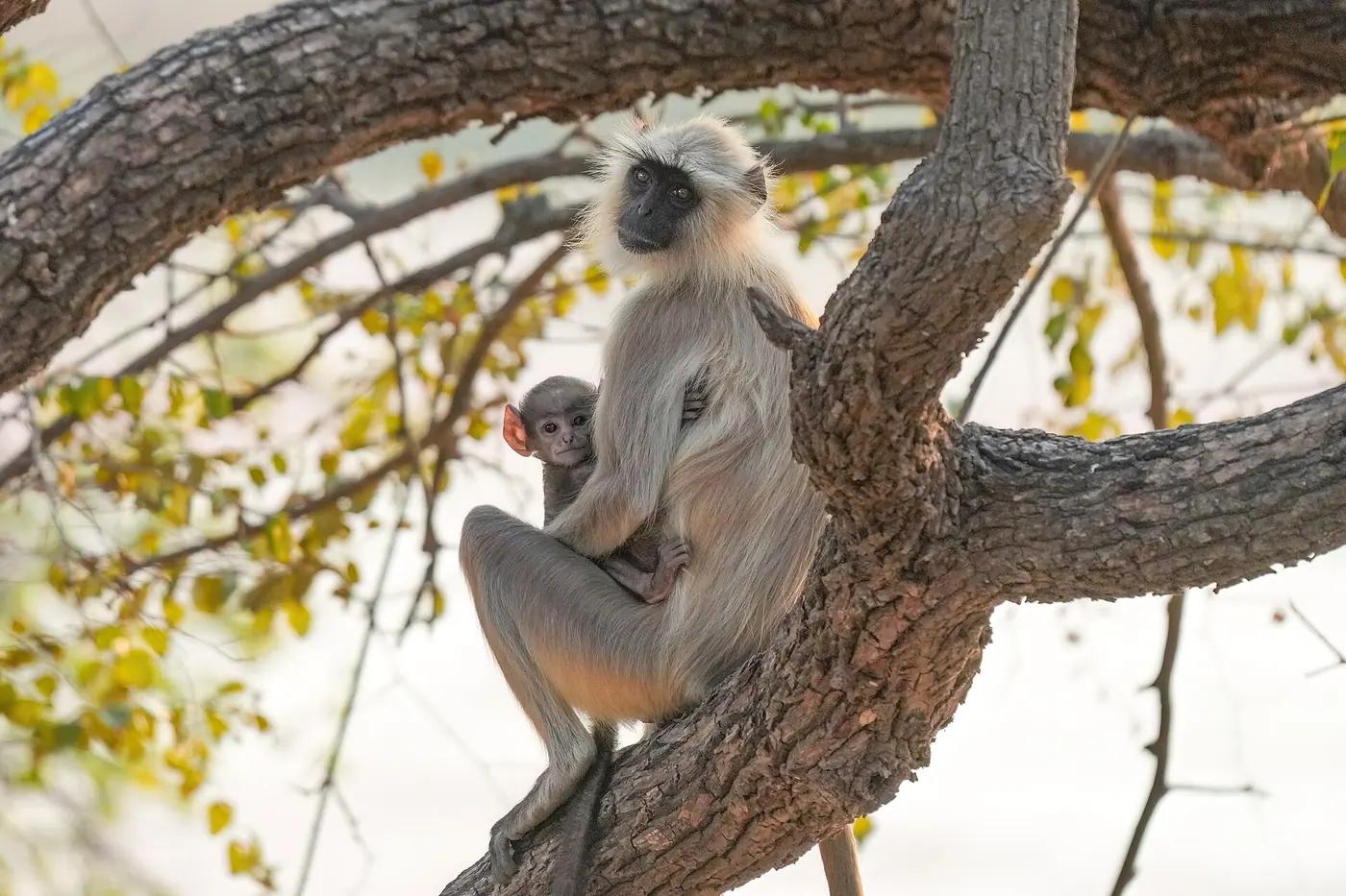 Most Sacred Animals in History