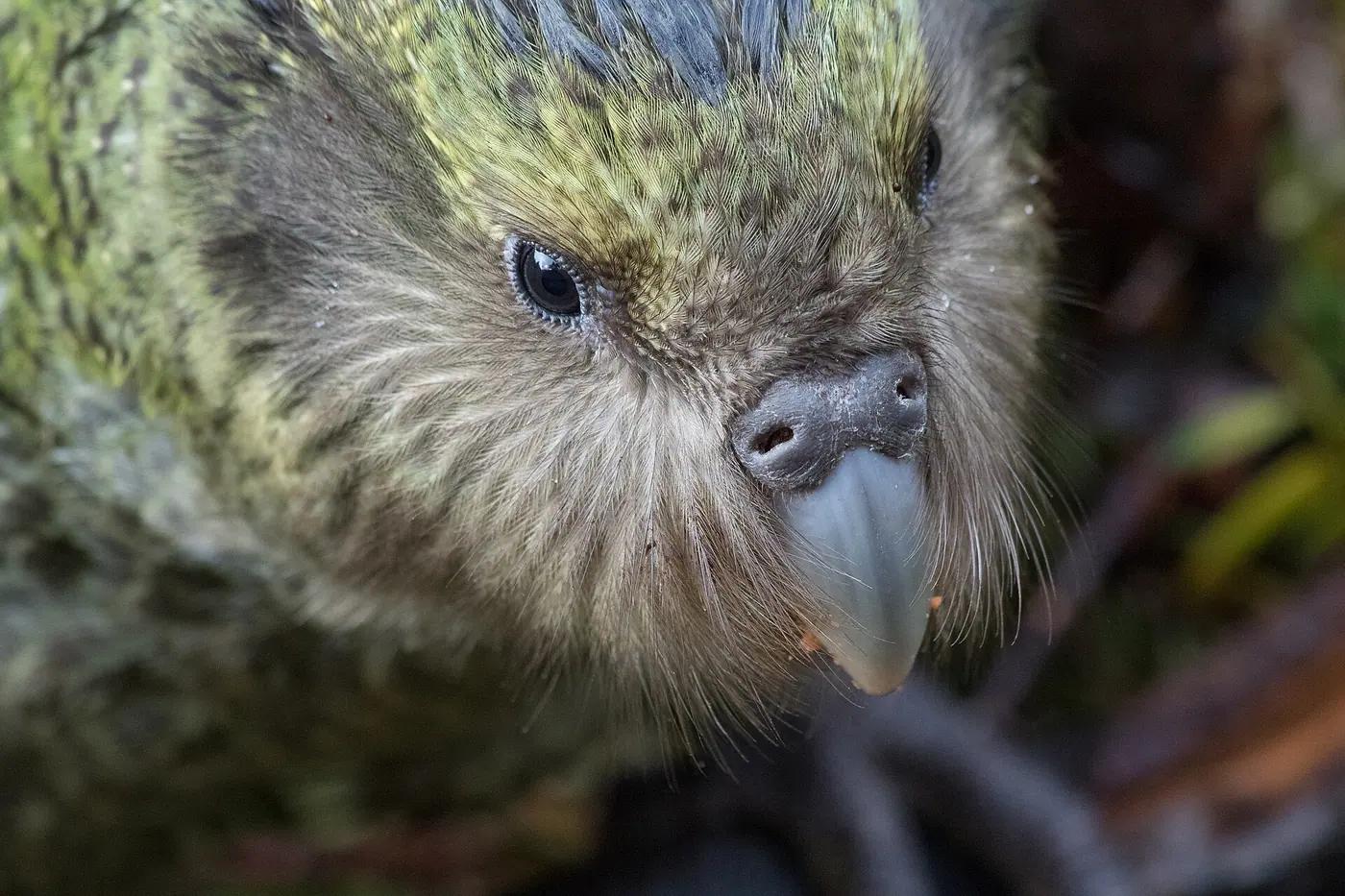 Rarest Animals in the World