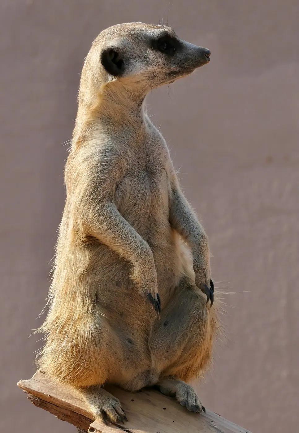 Meerkat standing upright on a post on sentinel duty