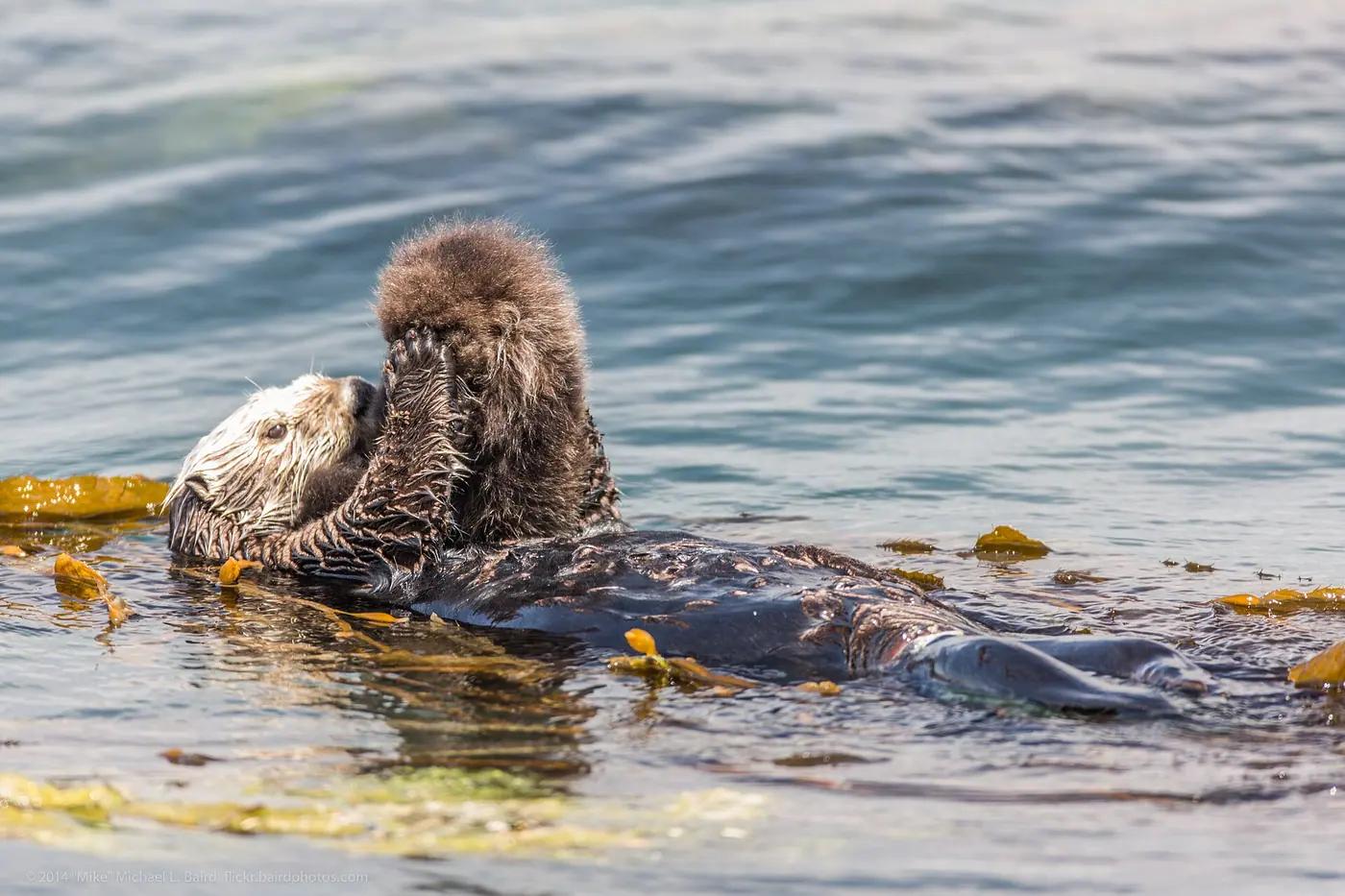 Sea otter floating on its back in kelp with a pup on its chest