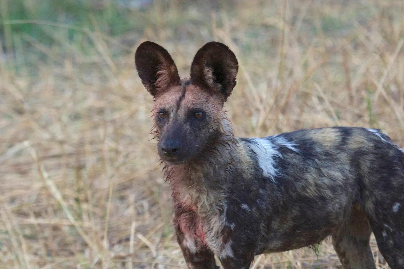 African wild dog with large rounded ears standing in dry grass