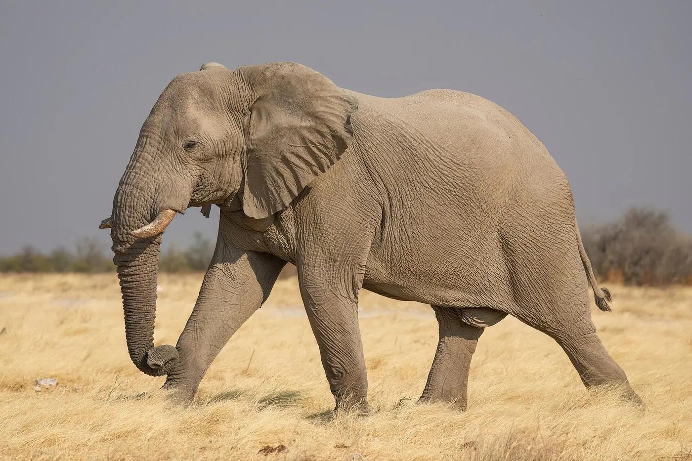 Male African bush elephant in Etosha National Park