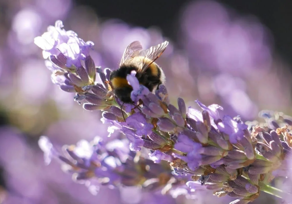 Bee collecting nectar from a flower, representing service to the whole, cooperation, pollination, and sacred work