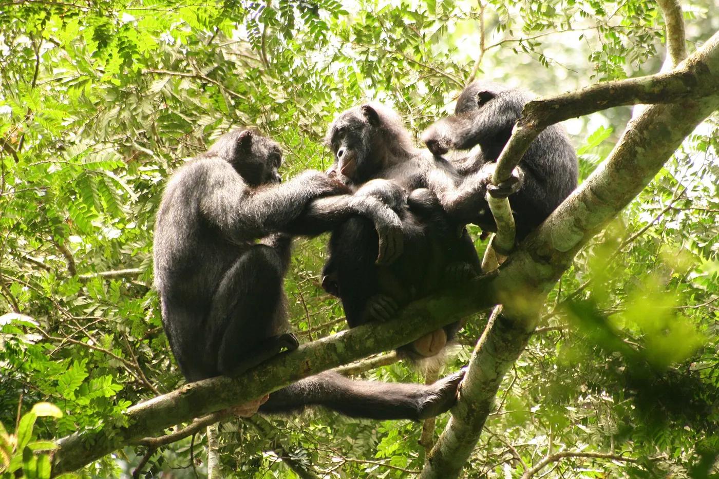 Bonobos grooming each other