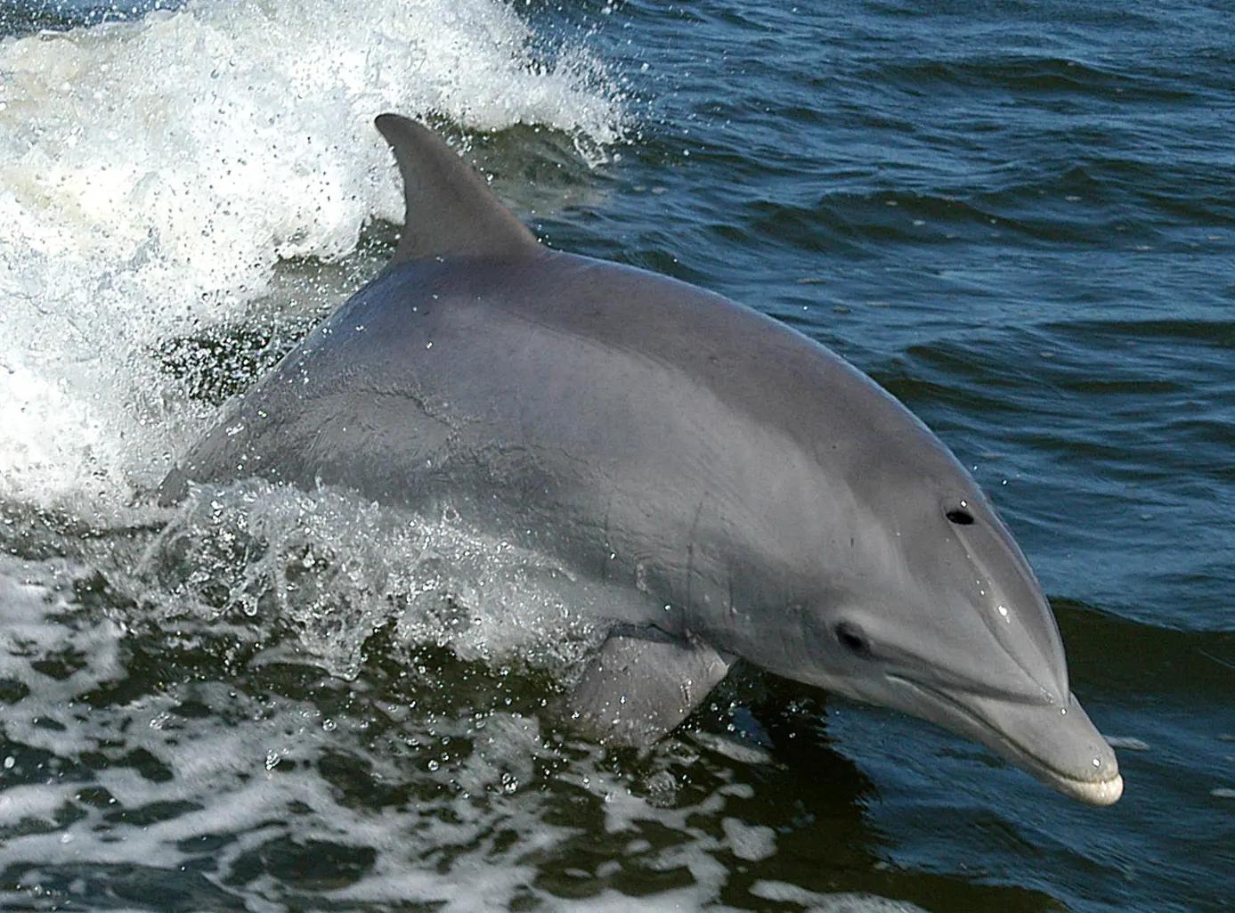 Common bottlenose dolphin surfacing