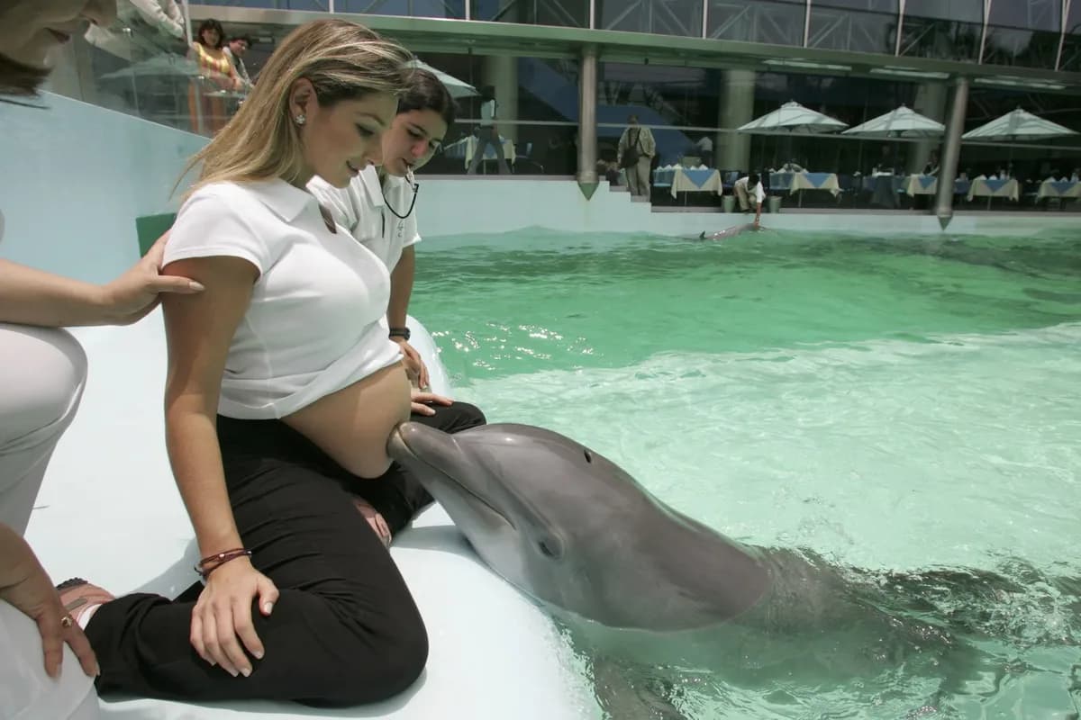Dolphins swimming together, representing communication, emotional intelligence, play, and social connection