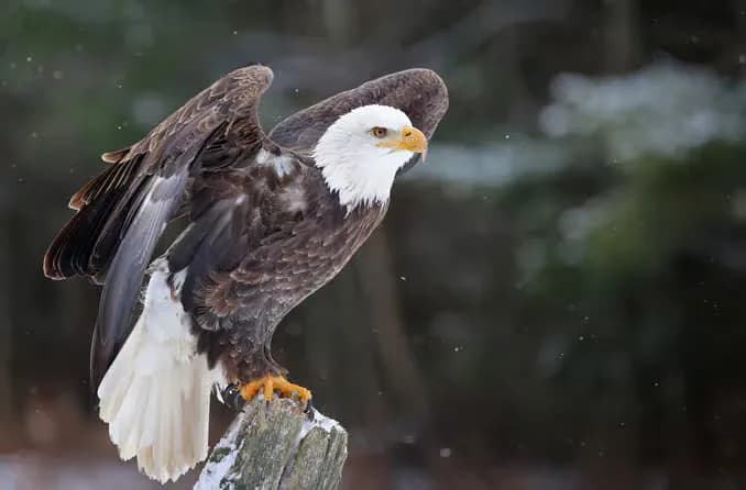 Eagle soaring above mountains, representing vision, sovereignty, and the ability to rise above the noise