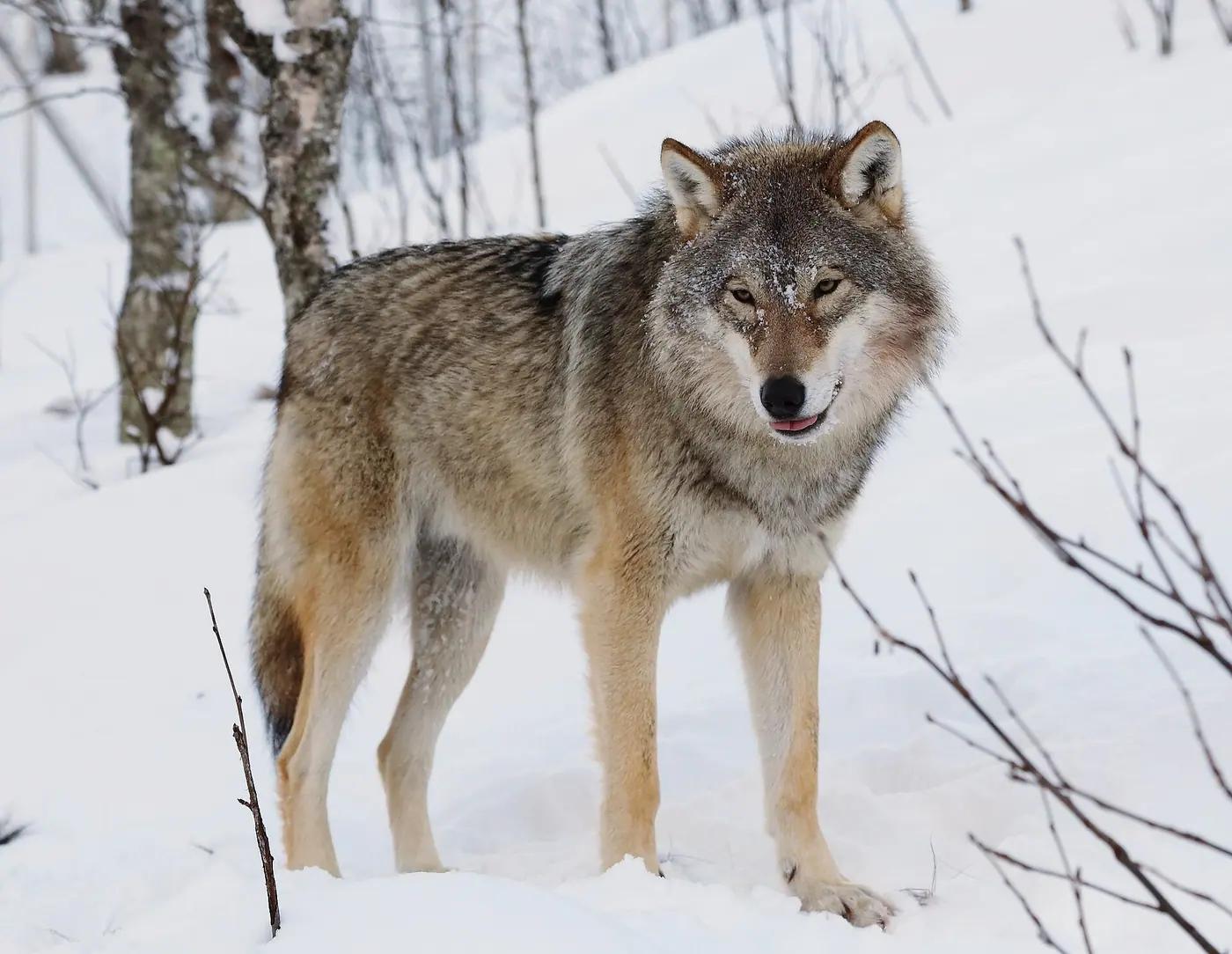 Eurasian wolf in snow