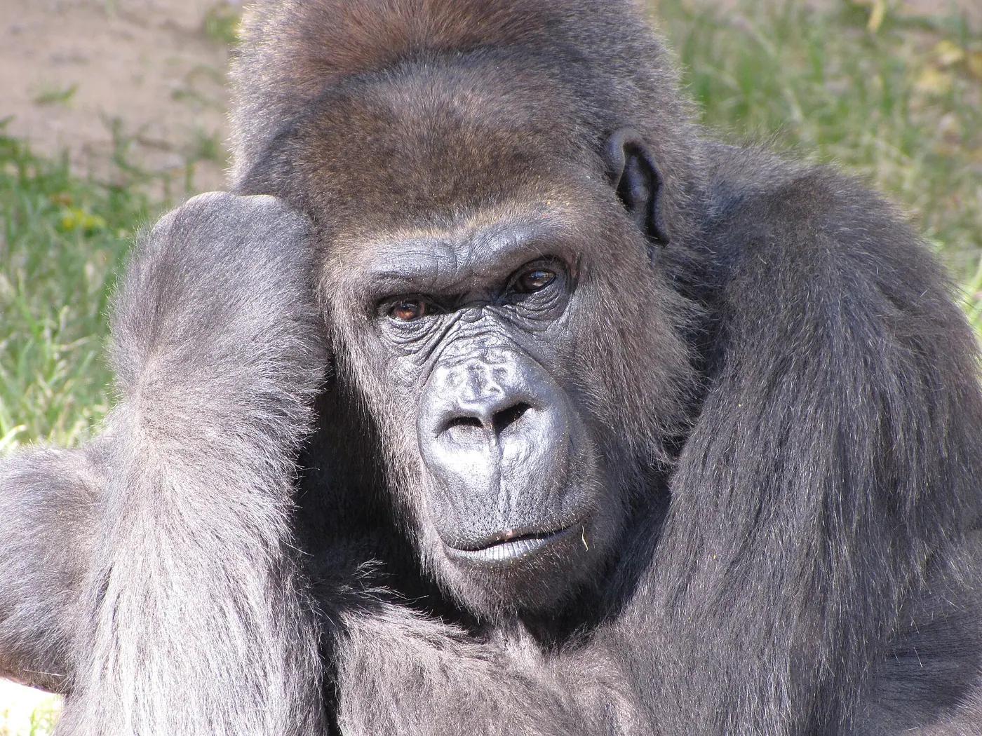 Western gorilla sitting calmly