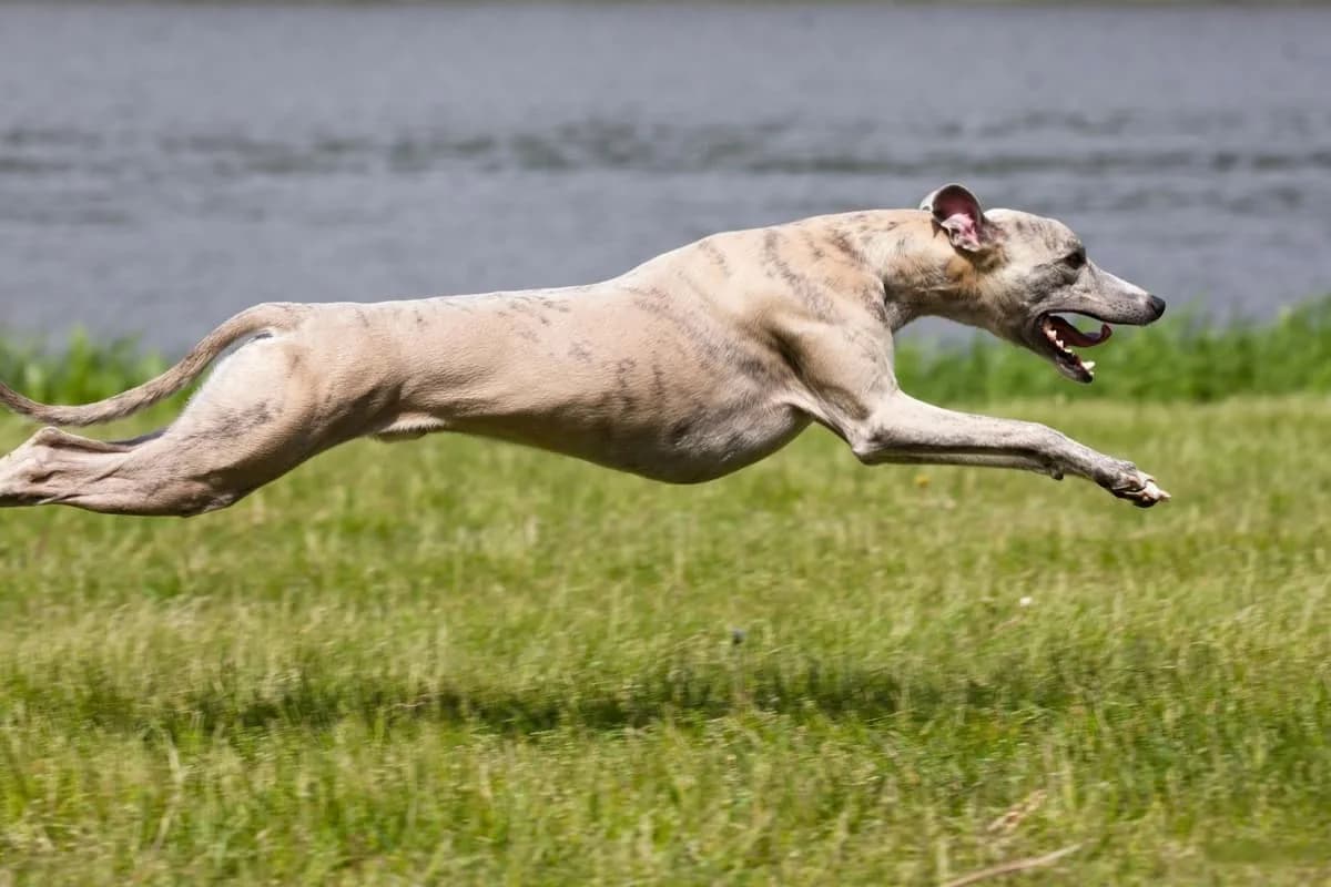 Greyhound running with focused speed, representing loyalty through obedience, response, and immediate action