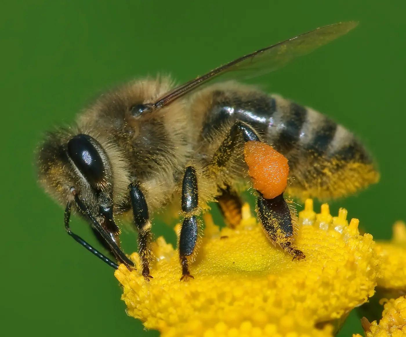 Western honey bee collecting pollen
