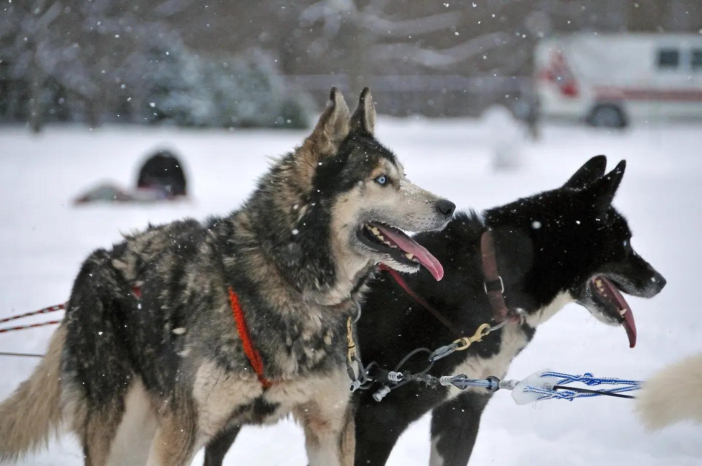 Huskies resting in the snow