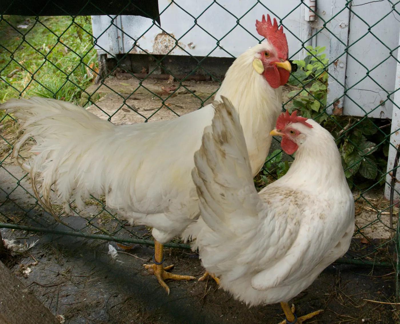 Leghorn rooster and hen