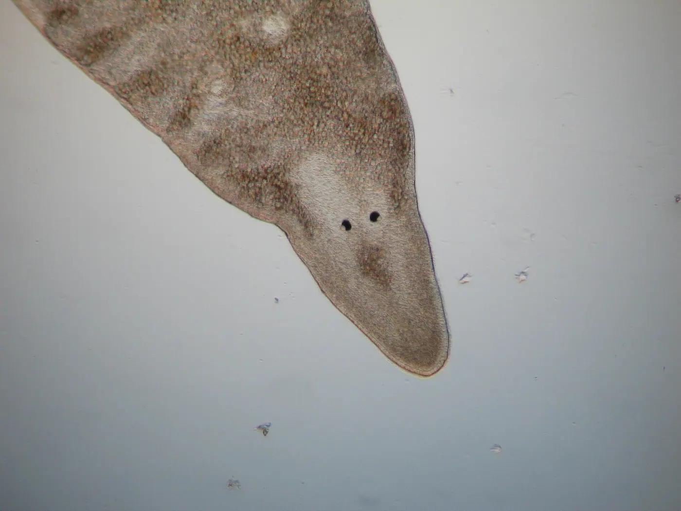 Planarian flatworm