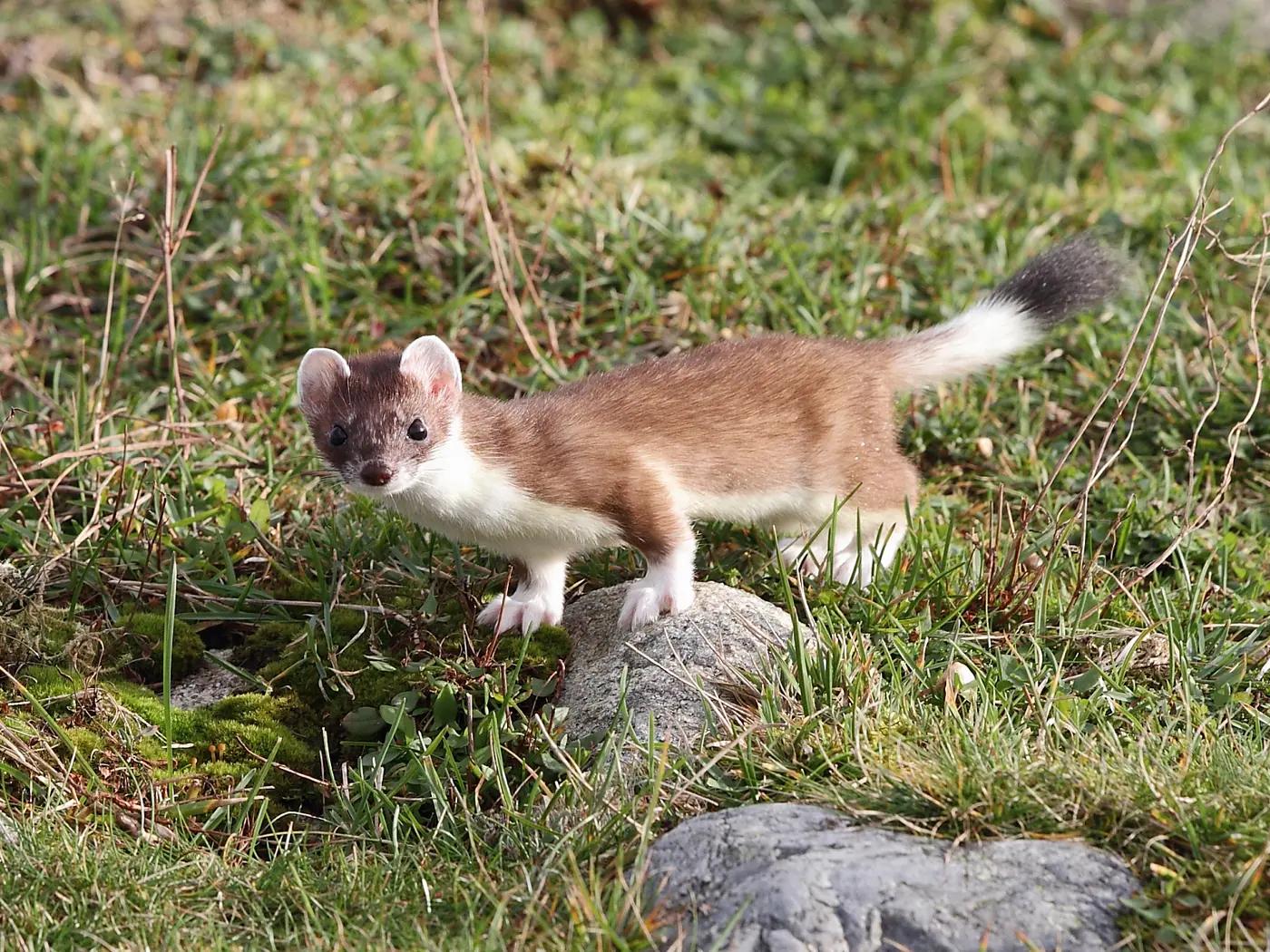 Stoat in its winter coat