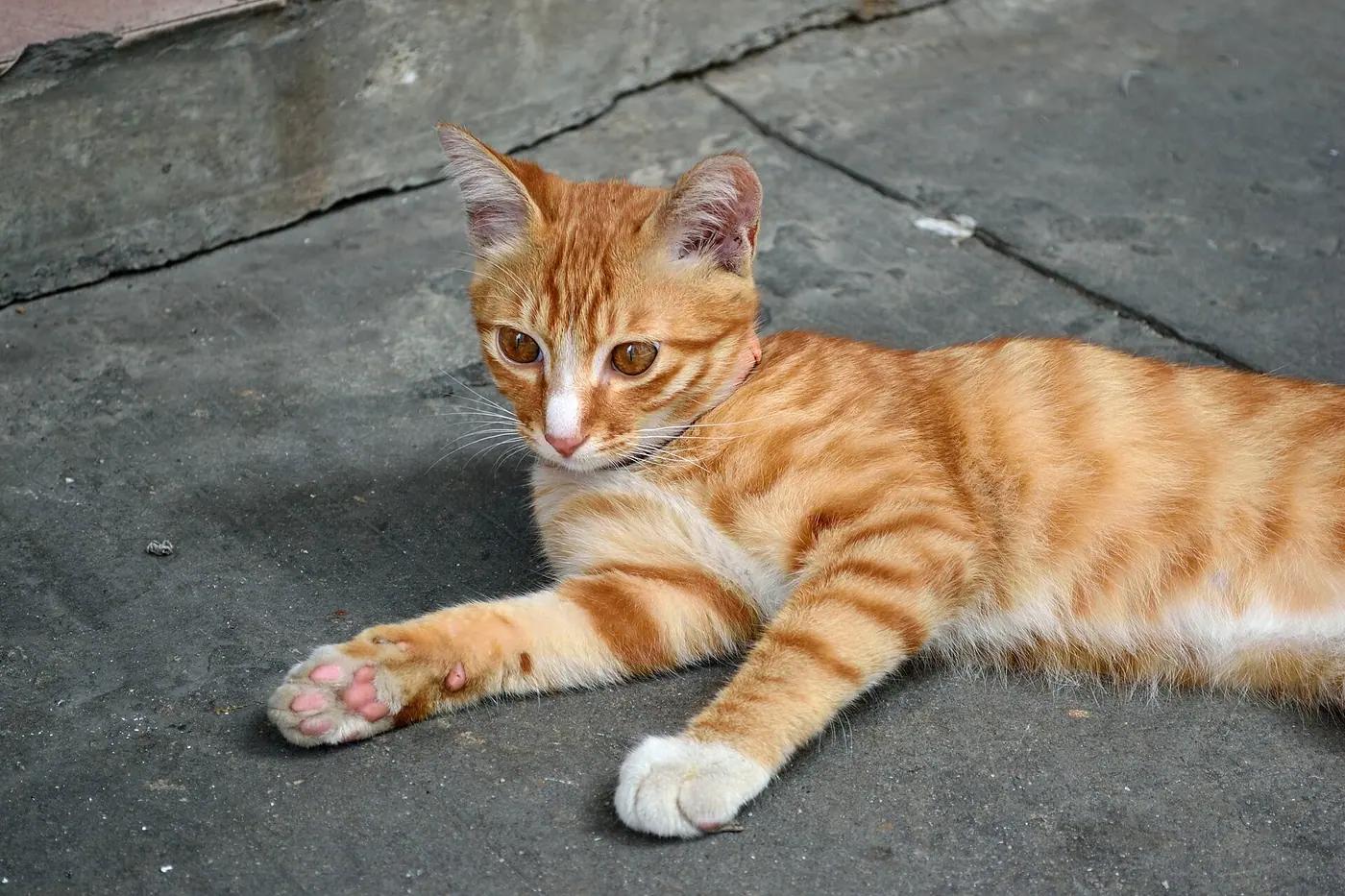 Orange tabby cat lying on the ground