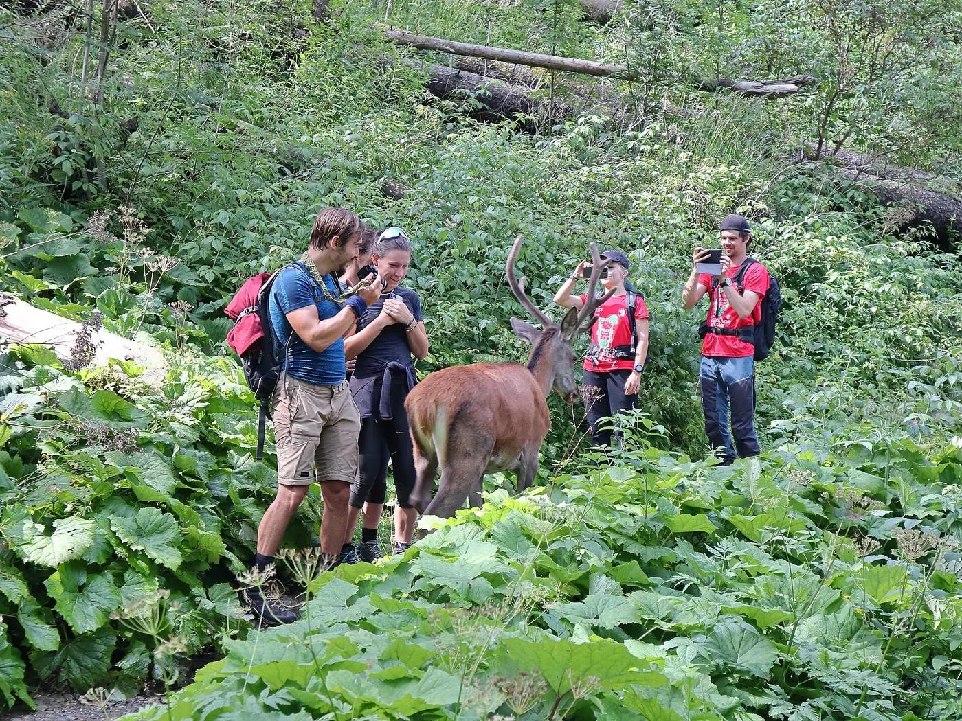 Four hikers on a green mountain trail photographing a red deer stag standing a few metres from them