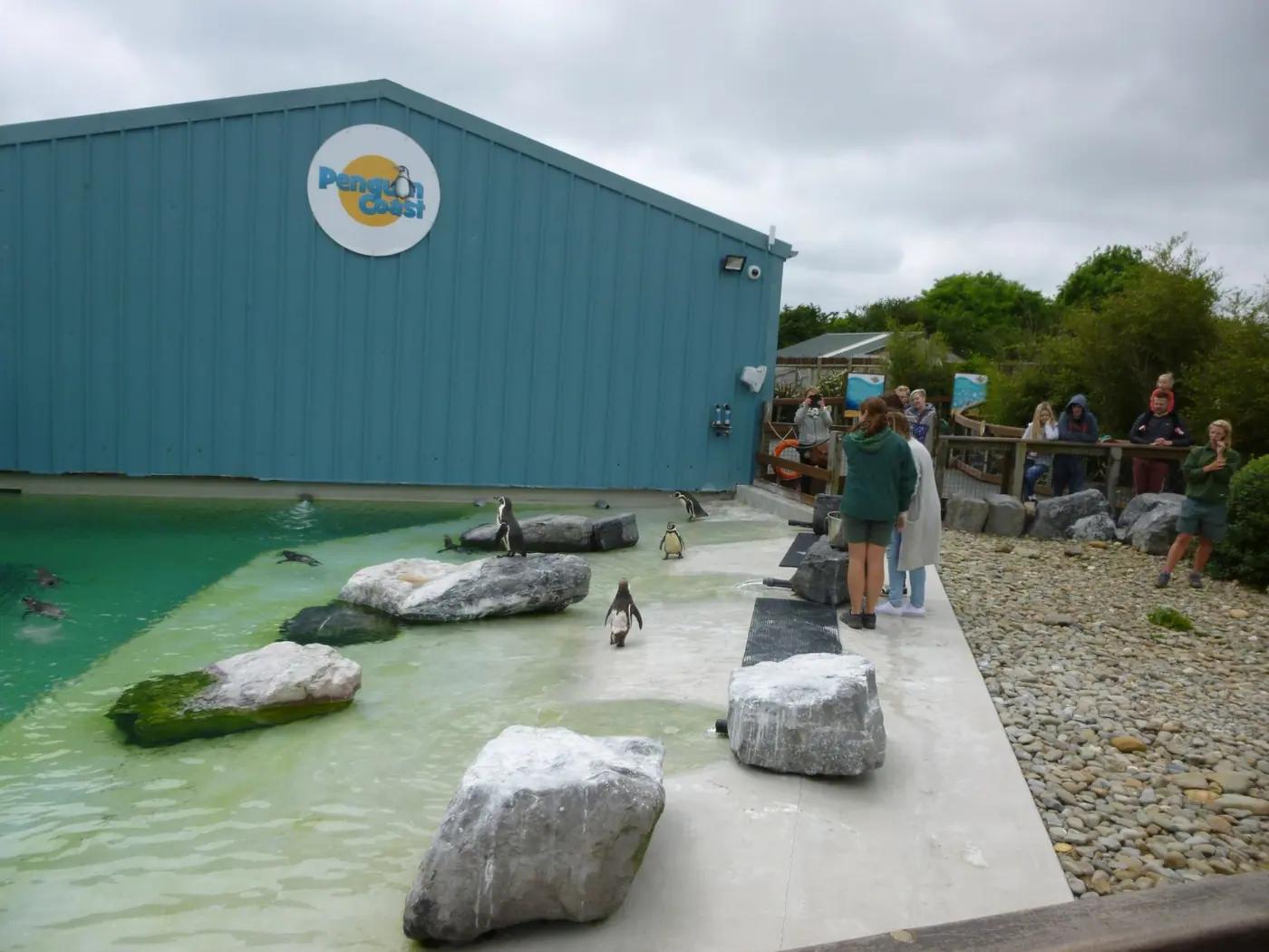Visitors at a wooden fence watching Humboldt penguins and two keepers at feeding time beside a pool at a wildlife park