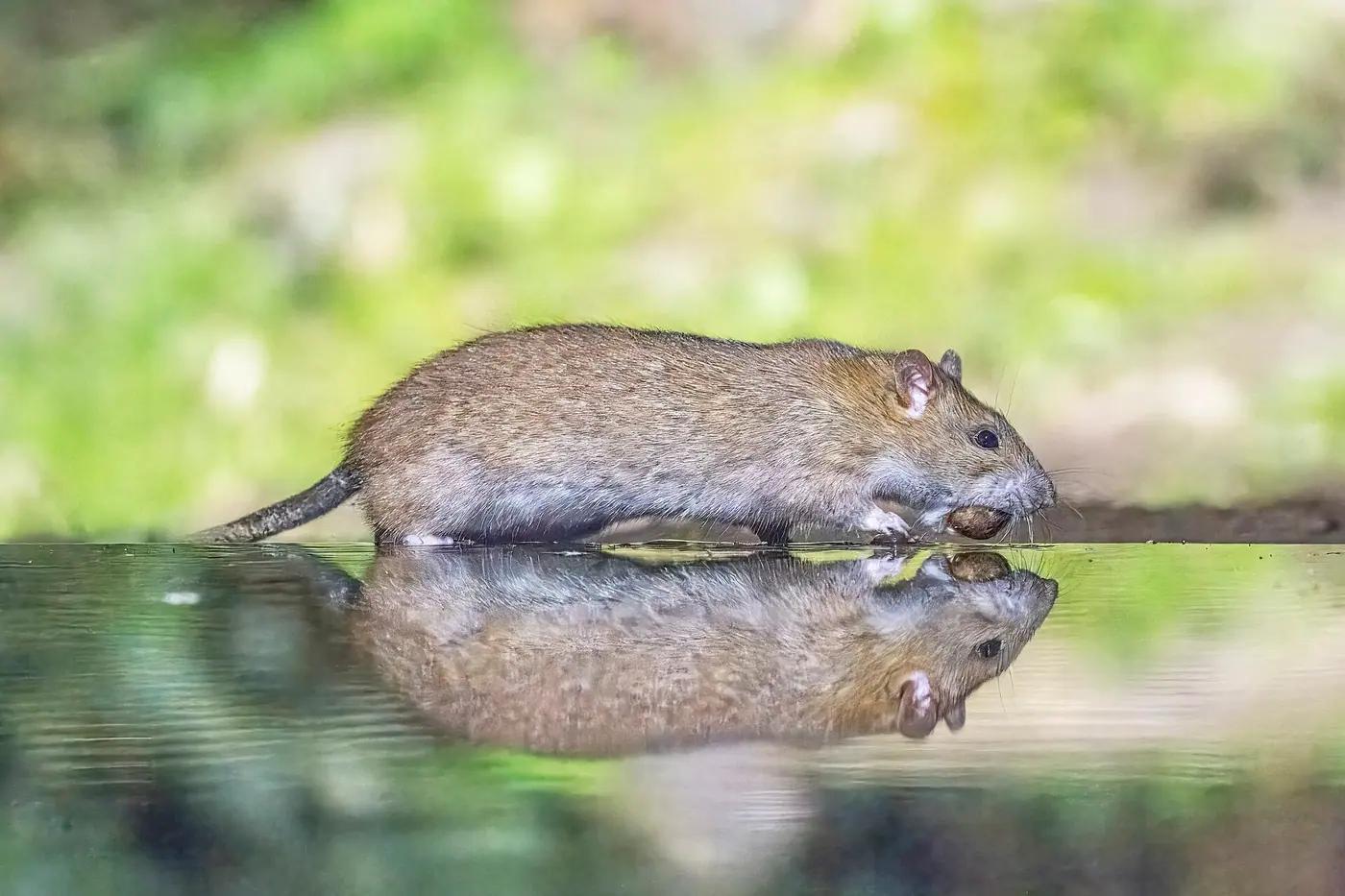 Brown rat (Rattus norvegicus) walking along the edge of still water with a nut in its mouth