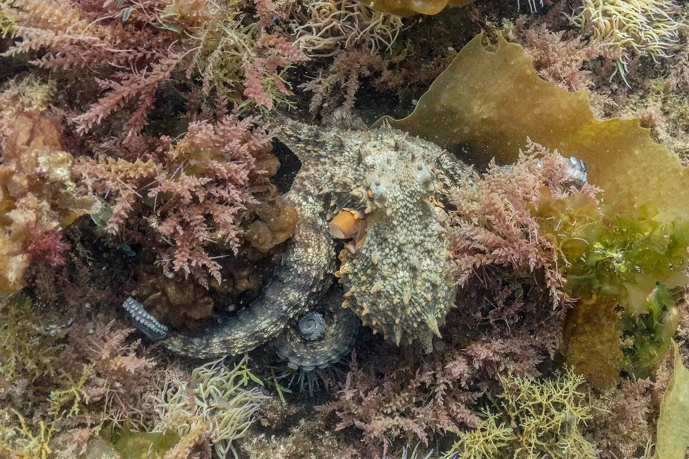 Common octopus (Octopus vulgaris) spread across algae-covered rock on the seabed in Portugal