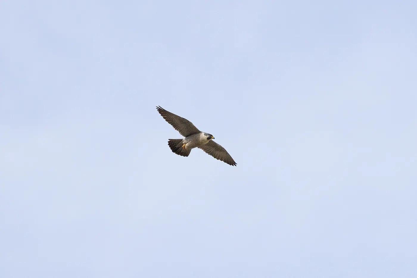 Peregrine falcon (Falco peregrinus) gliding with wings spread against a pale blue sky