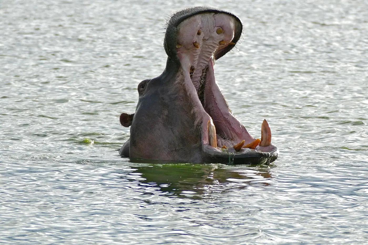 Hippopotamus (Hippopotamus amphibius) in water with its mouth wide open showing its long lower tusks