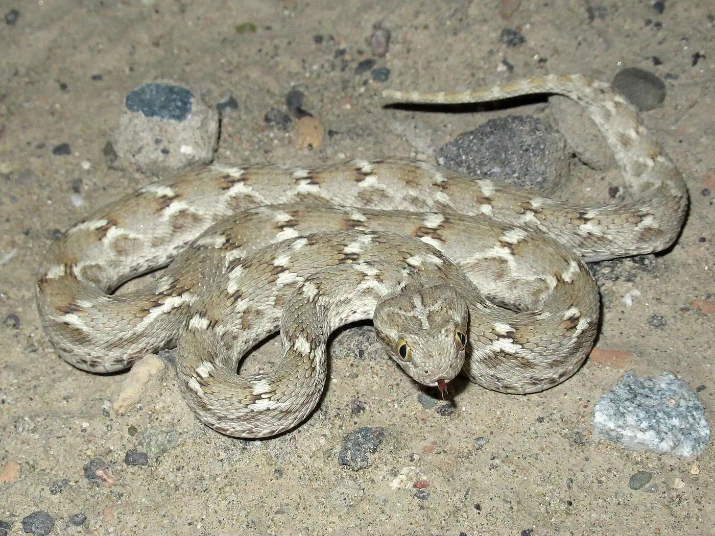 Saw-scaled viper (Echis) coiled on sandy ground with its tongue out