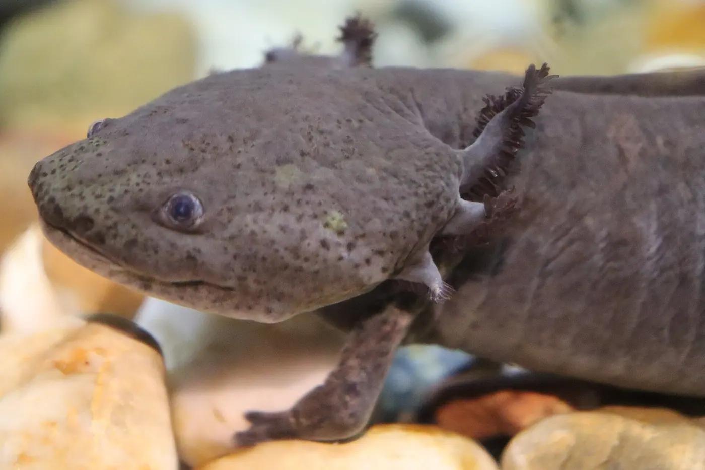 Close-up of a dark wild-type axolotl (Ambystoma mexicanum) with feathery external gills resting on stones