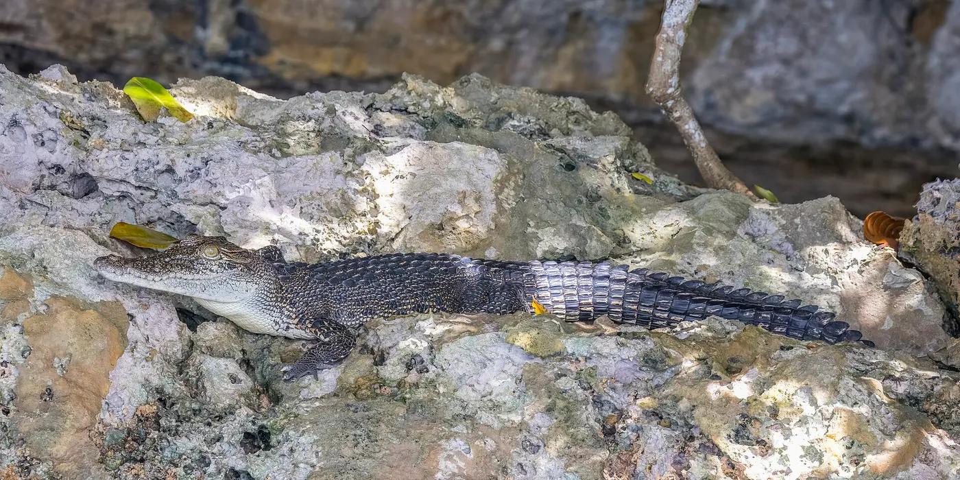 Juvenile saltwater crocodile (Crocodylus porosus) resting on limestone rock in Palau