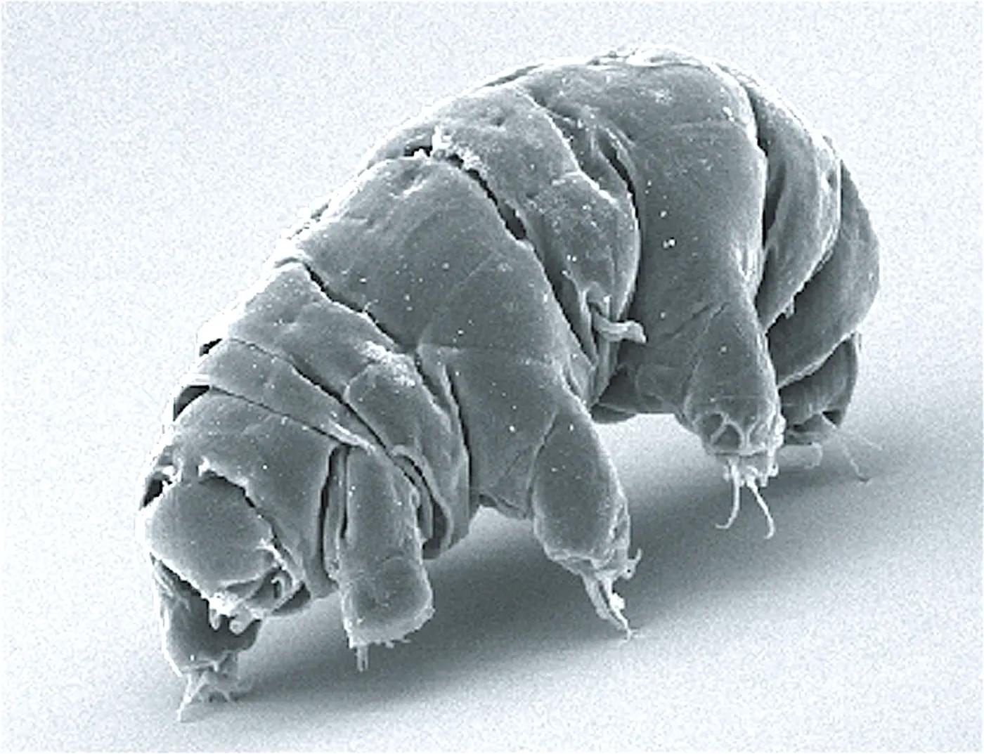 Scanning electron microscope image of the tardigrade Milnesium tardigradum in its active state