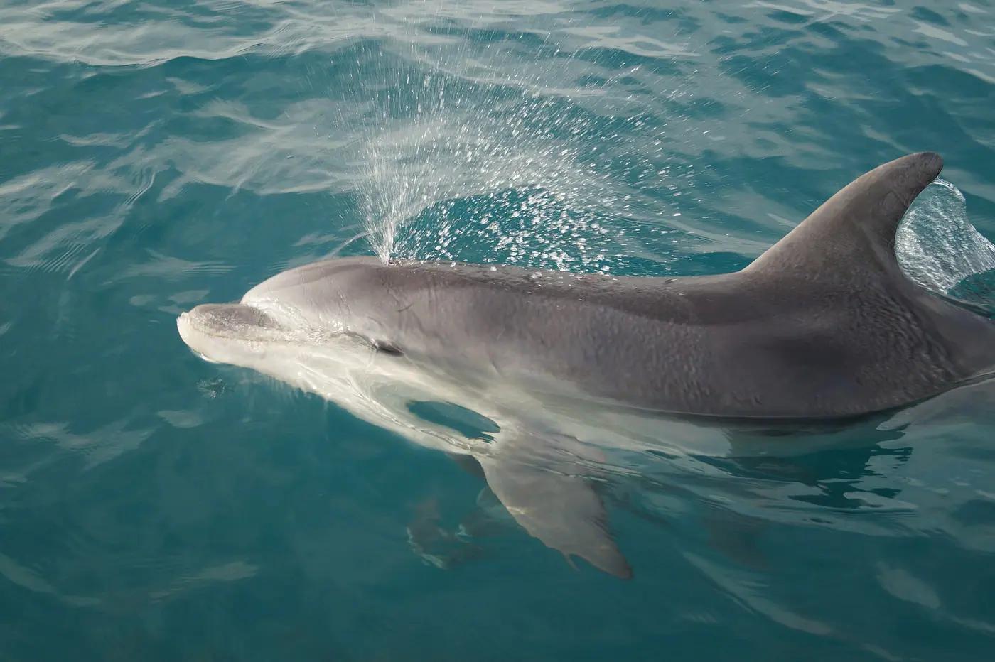 Common bottlenose dolphin (Tursiops truncatus) breathing at the surface of clear blue-green water