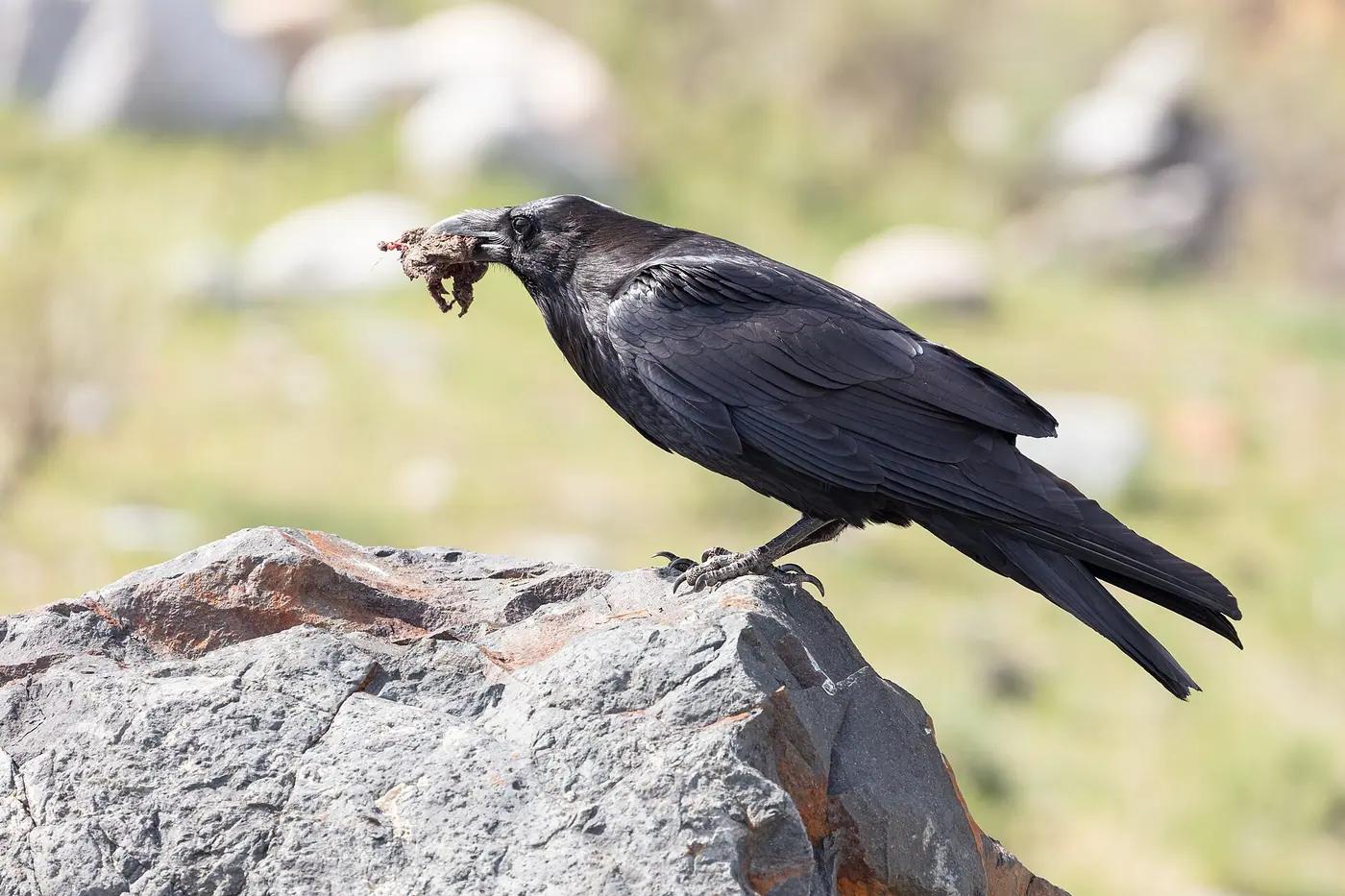 Common raven (Corvus corax) perched on a boulder with food in its bill in Yellowstone