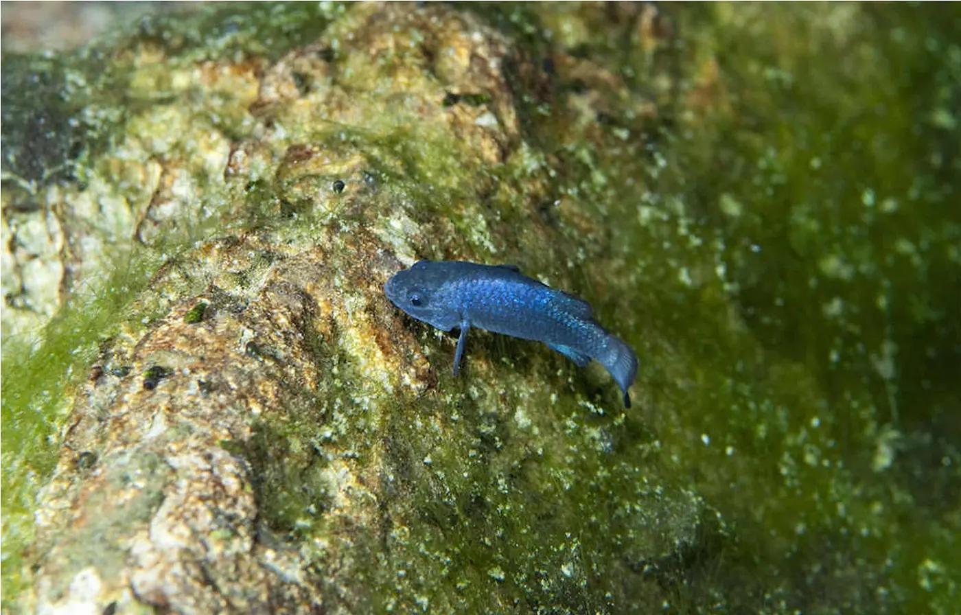 Small iridescent blue Devils Hole pupfish over algae-covered rock