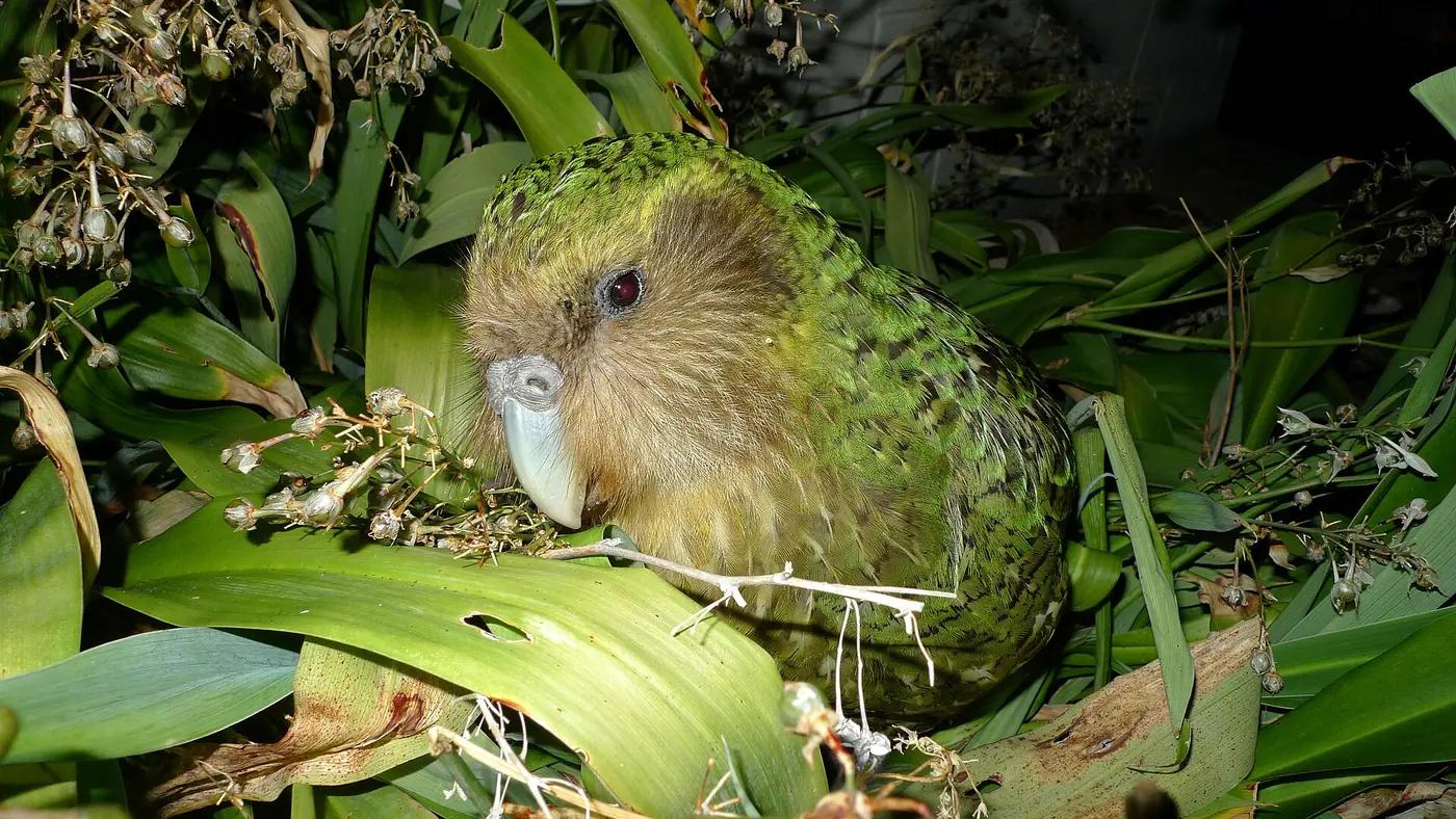 Kakapo, a large green flightless parrot, sitting among leaves