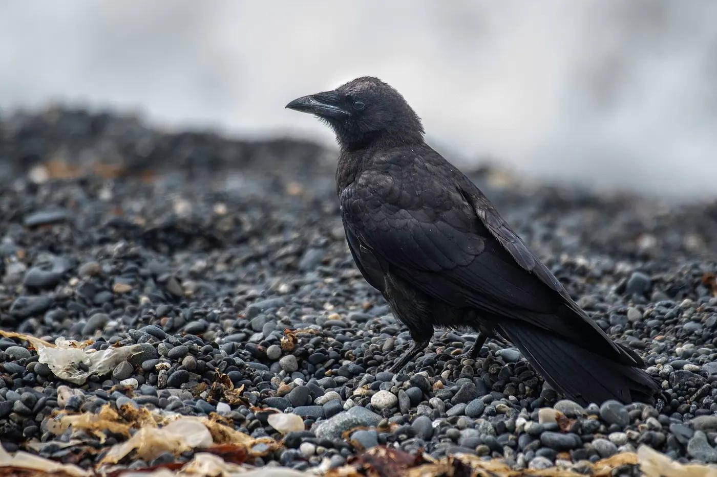 American crow (Corvus brachyrhynchos) standing on open ground
