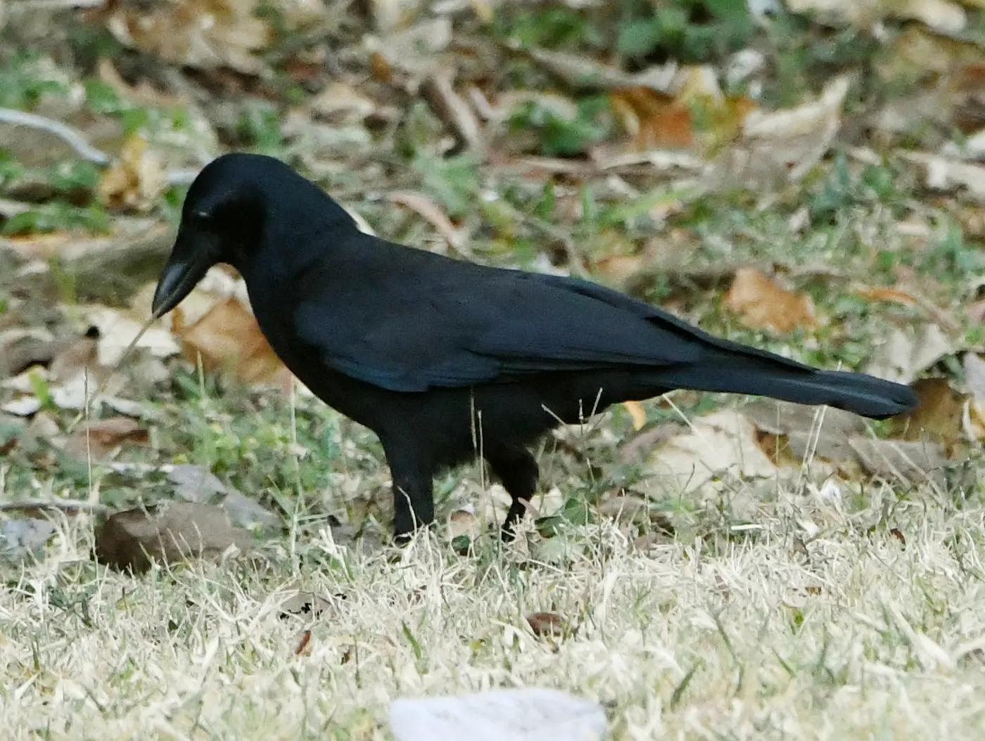 New Caledonian crow (Corvus moneduloides) foraging on the ground at Bourail, New Caledonia