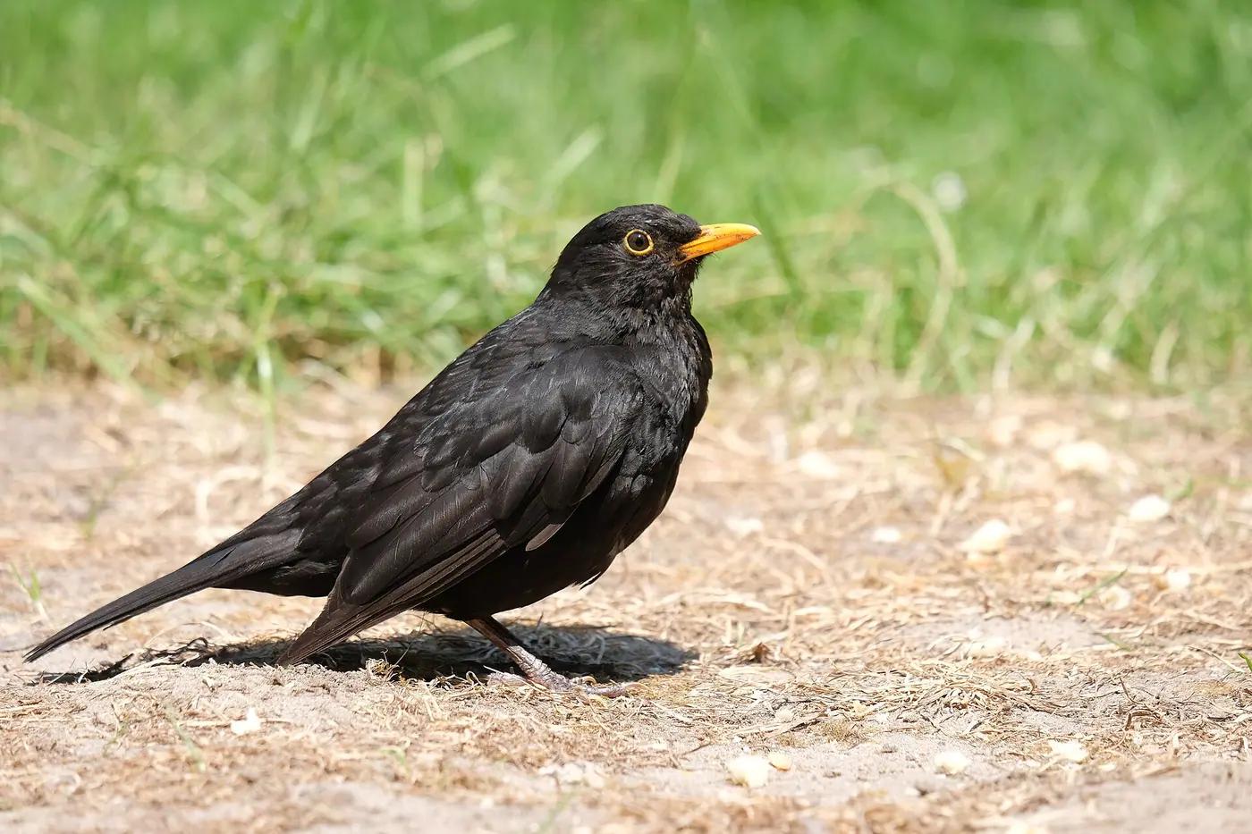 Male common blackbird standing on a lawn with its yellow bill
