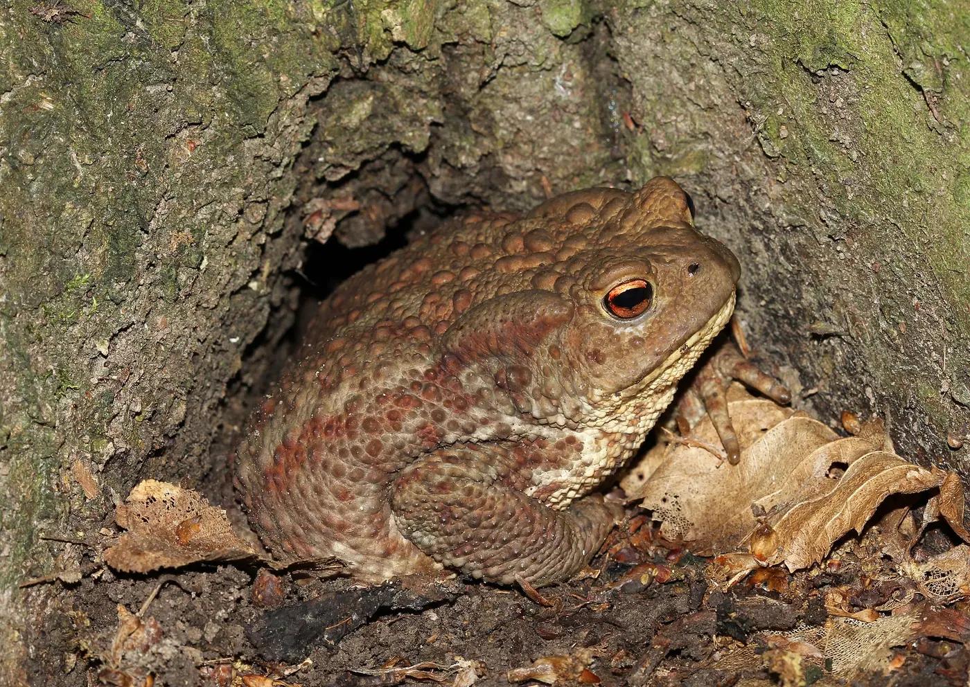 Common toad sitting in the hollow at the base of a tree