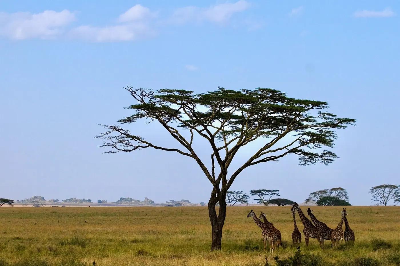 Group of wild giraffes beneath an acacia tree on the Serengeti plains