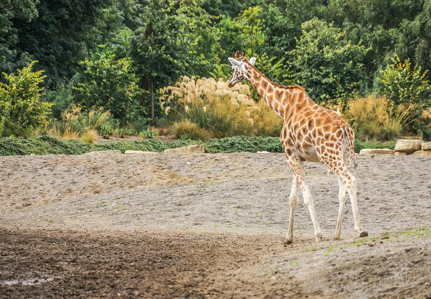Giraffe walking across a sandy zoo enclosure with planted banks behind