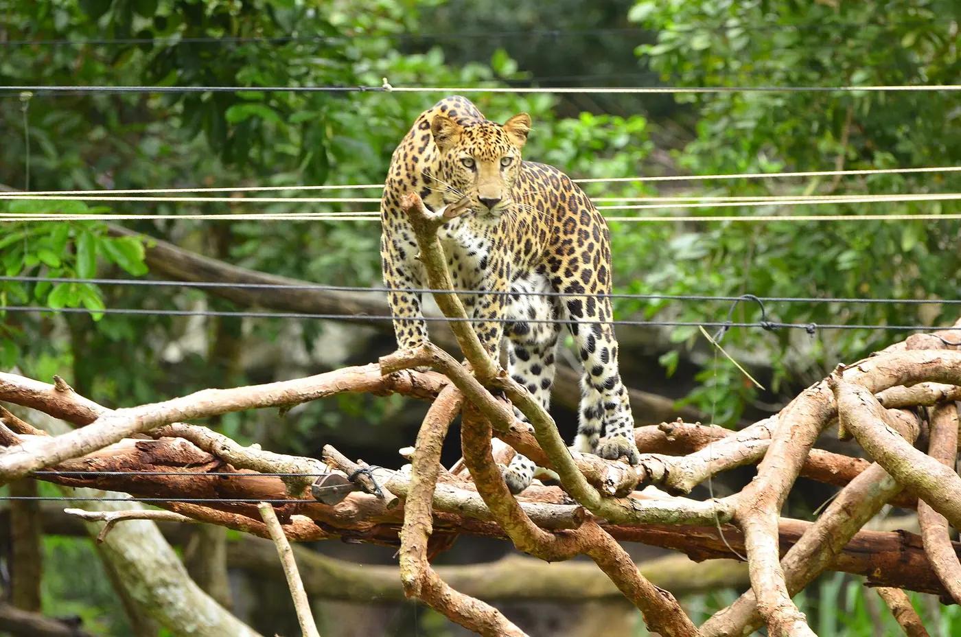 Leopard standing on a climbing frame of branches in a zoo enclosure during an enrichment session