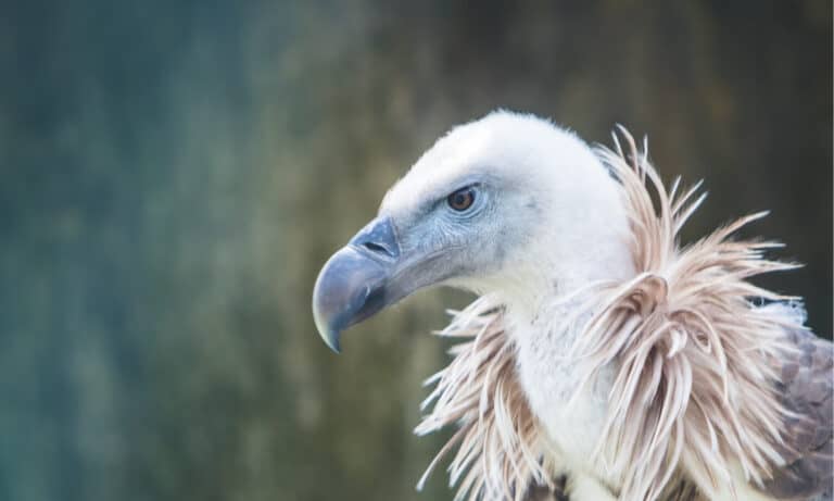 Griffon vulture featured image for the AnimalDex Afghanistan location guide