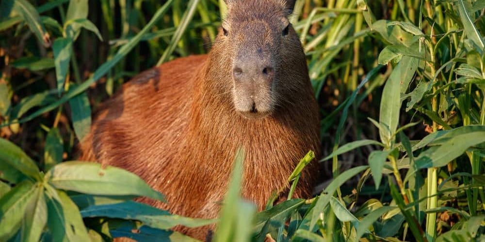 Capybara in Brazil featured image for the AnimalDex location guide