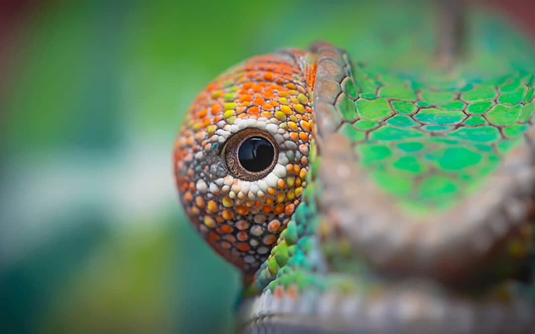 Chameleon featured image for the AnimalDex article on vision, strike behavior, and survival strategy
