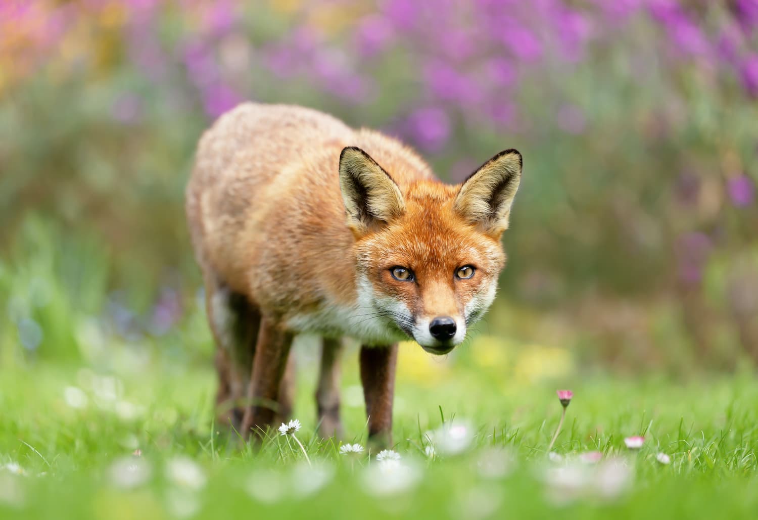 Red fox in England featured image for the AnimalDex UK location guide