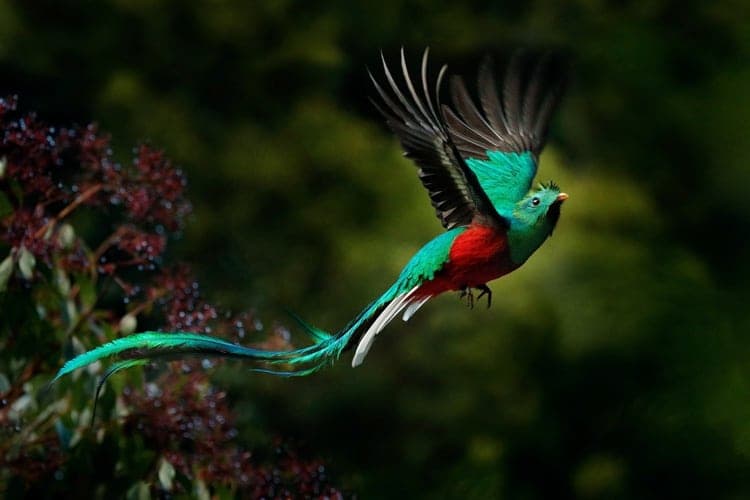 Quetzal featured image for the AnimalDex Mexico location guide
